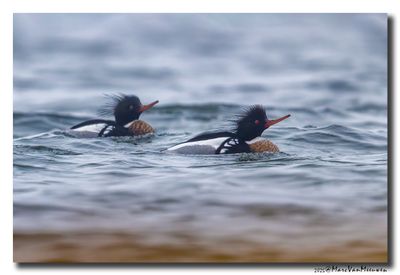 Middelste Zaagbek - Red-breasted Merganser