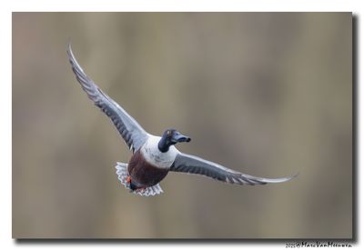 Slobeend - Northern Shoveler