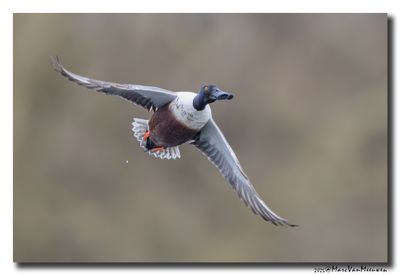 Slobeend - Northern Shoveler