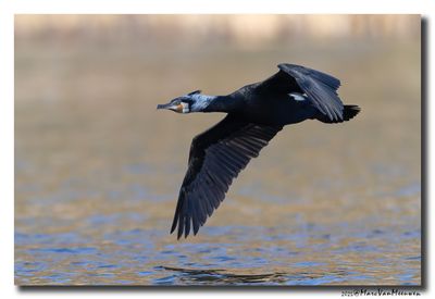 Aalscholver - Great Cormorant