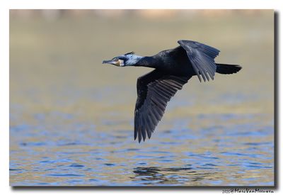 Aalscholver - Great Cormorant