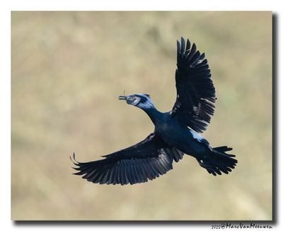 Aalscholver - Great Cormorant