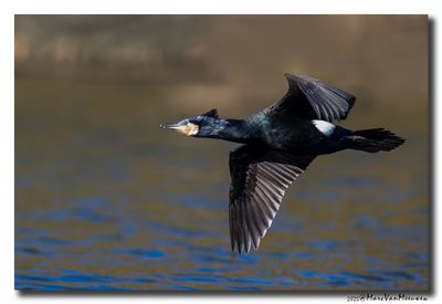 Aalscholver - Great Cormorant