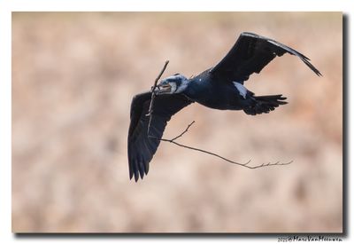 Aalscholver - Great Cormorant
