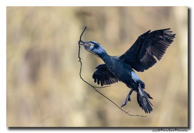 Aalscholver - Great Cormorant
