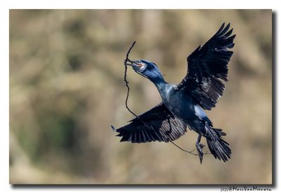 Aalscholver - Great Cormorant