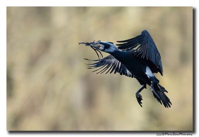 Aalscholver - Great Cormorant