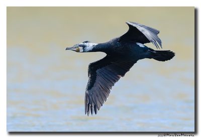 Aalscholver - Great Cormorant