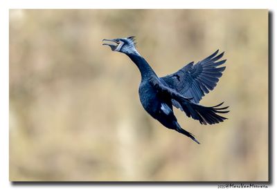 Aalscholver - Great Cormorant