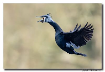 Aalscholver - Great Cormorant