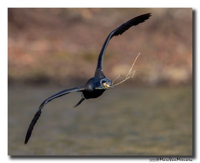 Aalscholver - Great Cormorant