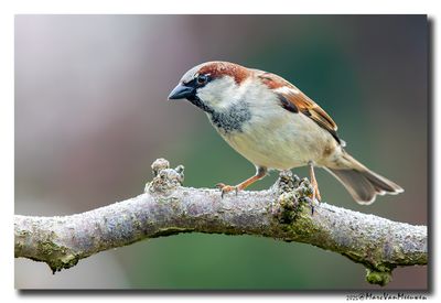 Huismus - House Sparrow