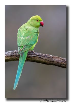 Halsbandparkiet - Rose-ringed Parakeet