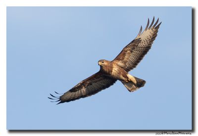 Buizerd - Buzzard