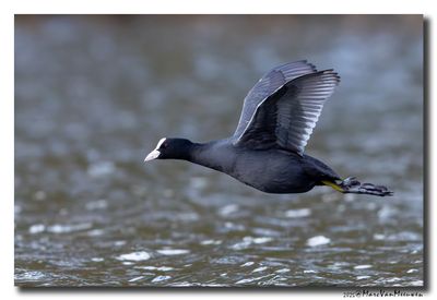 Meerkoet - Coot