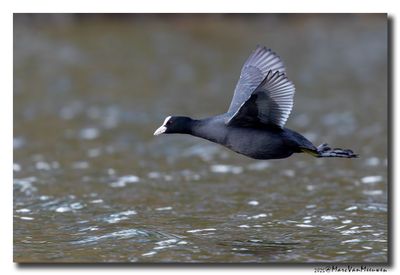 Meerkoet - Coot