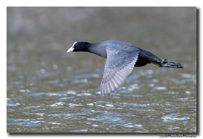 Meerkoet - Coot