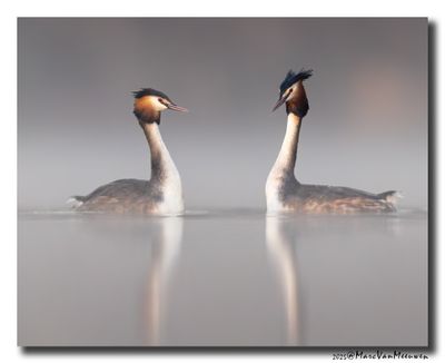 Fuut - Great Crested Grebe