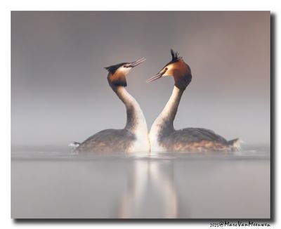 Fuut - Great Crested Grebe
