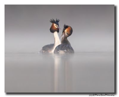 Fuut - Great Crested Grebe