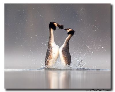 Fuut - Great Crested Grebe