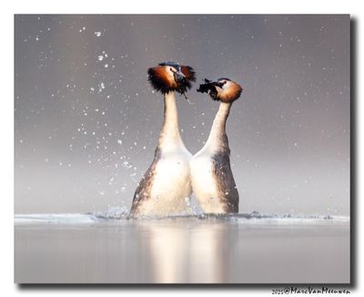 Fuut - Great Crested Grebe