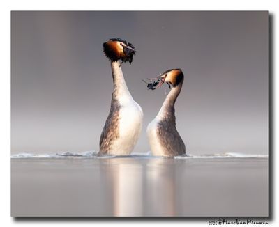 Fuut - Great Crested Grebe