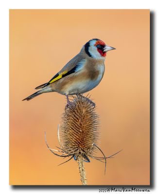 Putter - Goldfinch
