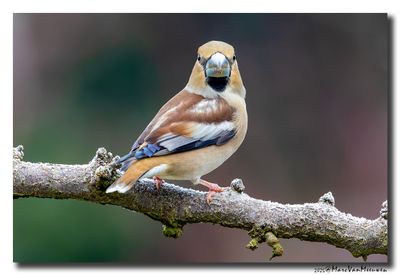 Appelvink - Hawfinch