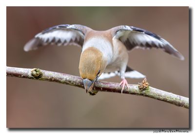 Appelvink - Hawfinch