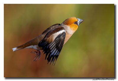 Appelvink - Hawfinch