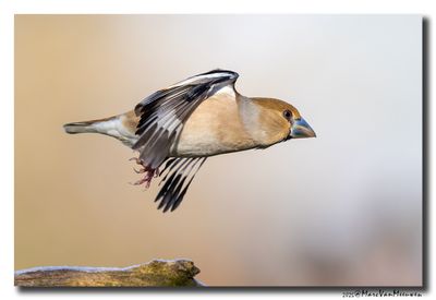 Appelvink - Hawfinch