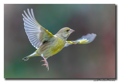 Groenling - Greenfinch