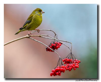 Groenling - Greenfinch