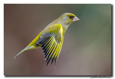 Groenling - Greenfinch