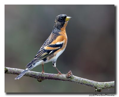 Keep - Brambling
