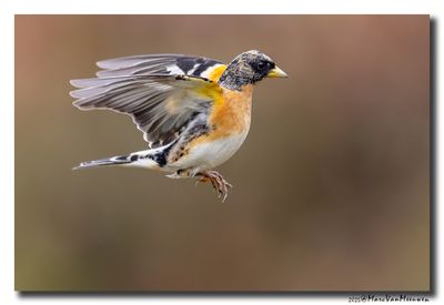 Keep - Brambling