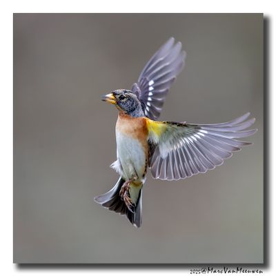 Keep - Brambling