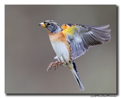 Keep - Brambling