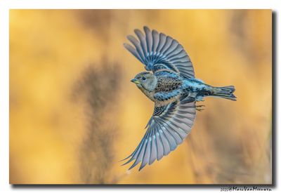 Keep - Brambling