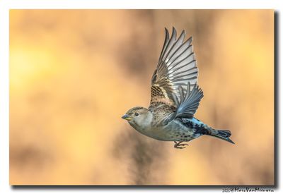 Keep - Brambling