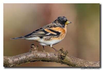 Keep - Brambling