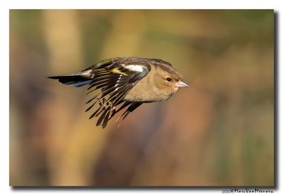Vink - Chaffinch