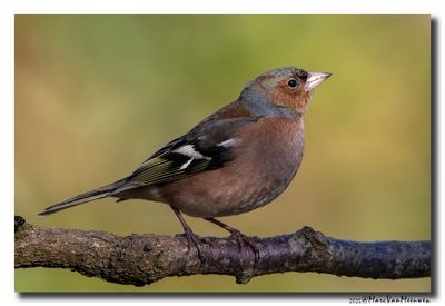 Vink - Chaffinch