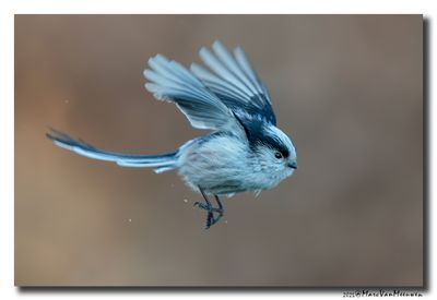 Staartmees - Long-tailed Tit