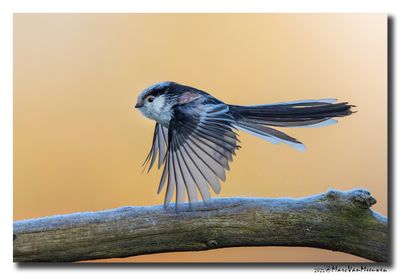 Staartmees - Long-tailed Tit