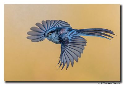 Staartmees - Long-tailed Tit