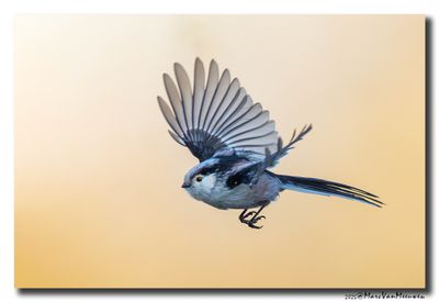 Staartmees - Long-tailed Tit