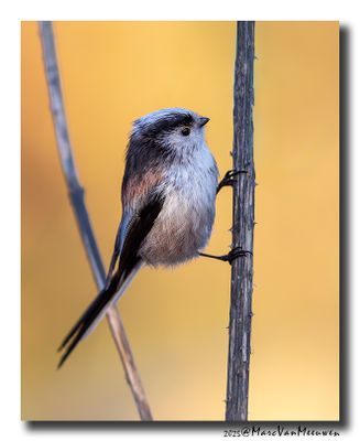 Staartmees - Long-tailed Tit