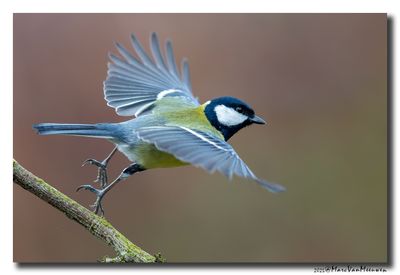 Koolmees - Great Tit